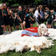 Image for article titled This Guy Died This Year: Shrek, The Unshearable Sheep